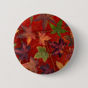 Herbst verlässt Fall-Jahreszeit-Baum-Blatt bunt Button