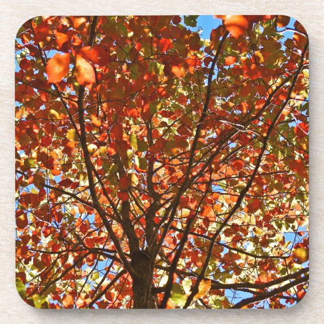 Herbst verlässt Fireworks Untersetzer (Vorderseite)