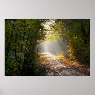 Herbst-Waldweg mit Sunrays Poster