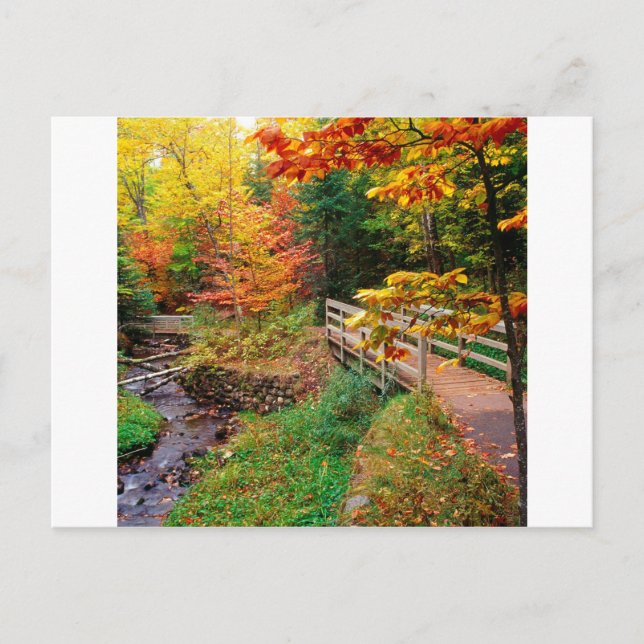 Herbst Wanderweg Alger Landkreis Michigan Postkarte (Vorderseite)