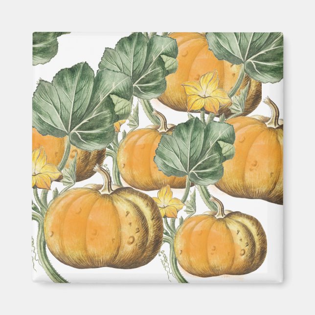 Herbst Wasserfarbe Vintage Pumpkins Magnet (Vorne)