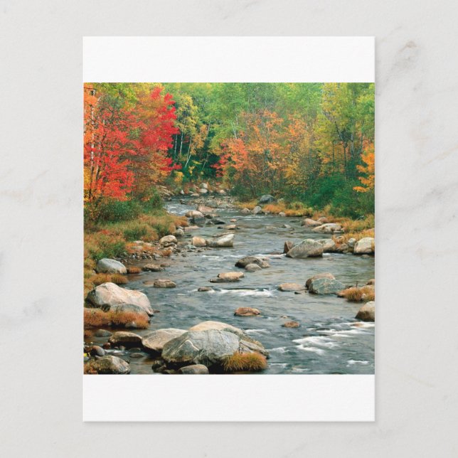 Herbst Weißgebirge New Hampshire Postkarte (Vorderseite)