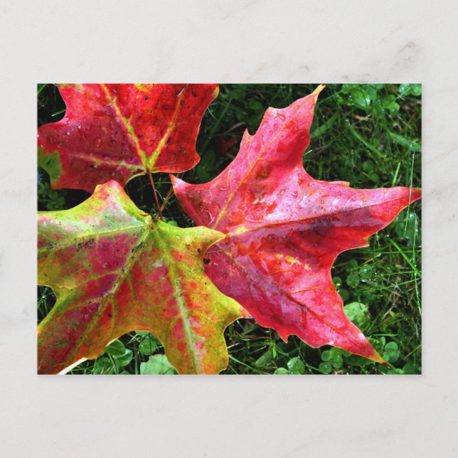 Herbstanken Postkarte (Vorderseite)