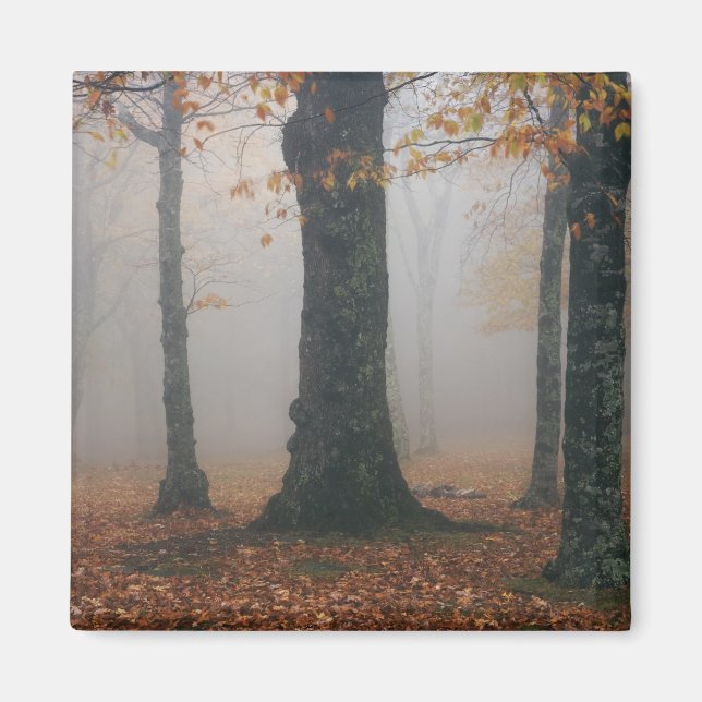 Herbstansicht des Nebelwaldes, Großvater 2 Magnet (Vorne)