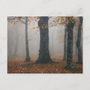 Herbstansicht des Nebelwaldes, Großvater 2 Postkarte