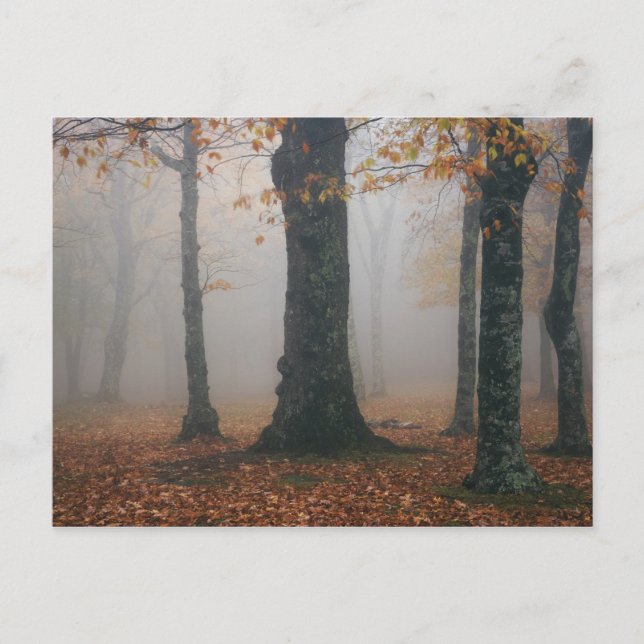 Herbstansicht des Nebelwaldes, Großvater 2 Postkarte (Vorderseite)