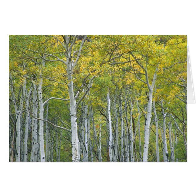 Herbstaspeln in McClure Pass in Colorado. (Vorderseite (Horizontal))