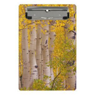 Herbstaspens im Kebler Pass in Colorado Mini Klemmbrett