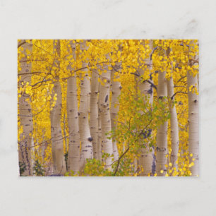Herbstaspens im Kebler Pass in Colorado. Postkarte