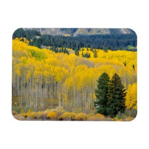 Herbstaspens in der Ruby Range Magnet