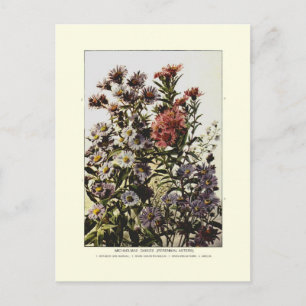 Herbstastern Postkarte