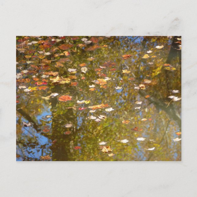 Herbstausstiege und Streams-Reflektion bei Greenbe Postkarte (Vorderseite)