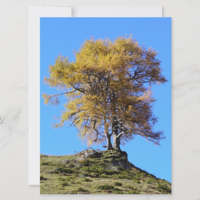 Herbstbaum (Vorderseite)