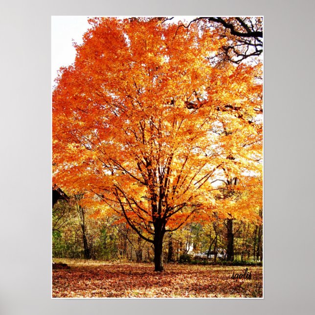 Herbstbaum, Ahornbaum im Herbstposter Poster (Vorne)