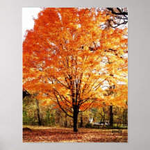 Herbstbaum, Ahornbaum im Herbstposter
