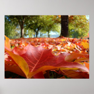 Herbstbaum-Blätter Poster Rot Orange Blätter Kunst