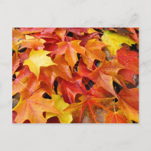 Herbstbaum-Blätter Postkarten Farbige Herbstblätte