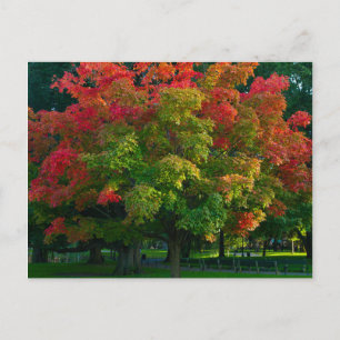 Herbstbaum in Boston, öffentlicher Garten Postkarte