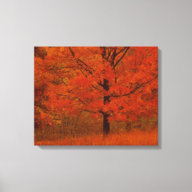 Herbstbaum mit rotem Blattwerk Leinwanddruck (Vorderseite)