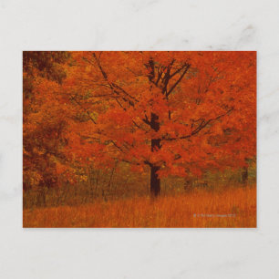 Herbstbaum mit rotem Blattwerk Postkarte