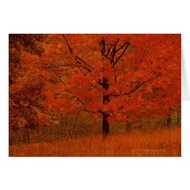 Herbstbaum mit rotem Laub (Vorderseite (Horizontal))