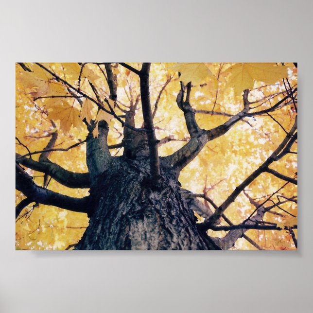 Herbstbaum Poster (Vorne)