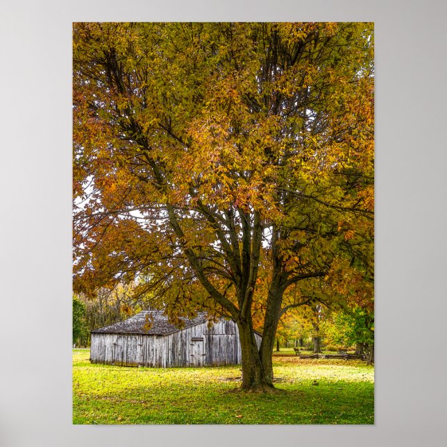 Herbstbaum und Stallpfälzchen Poster (Vorne)