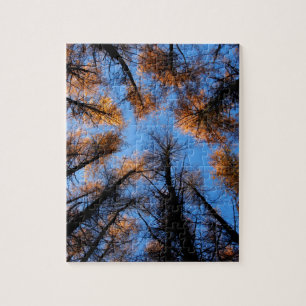 Herbstbäume bei Sonnenuntergang