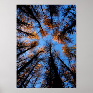 Herbstbäume bei Sonnenuntergang Poster