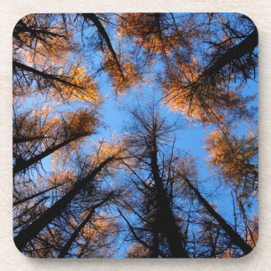 Herbstbäume bei Sonnenuntergang Untersetzer