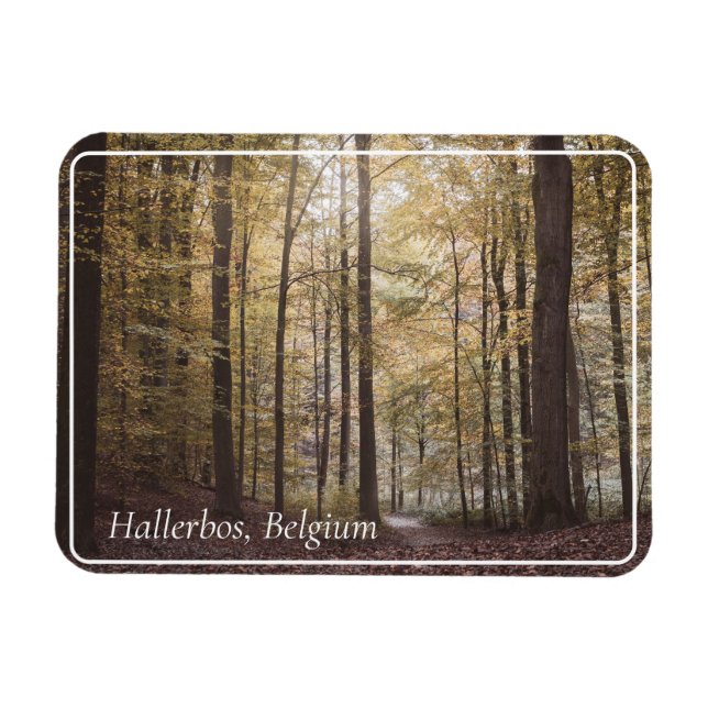 Herbstbäume, Hallerbos, Belgien Magnet (Horizontal)