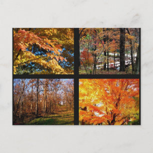 Herbstbaume in Arkansas Fotografie Postkarte