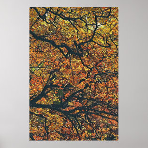 HERBSTBÄUME POSTER