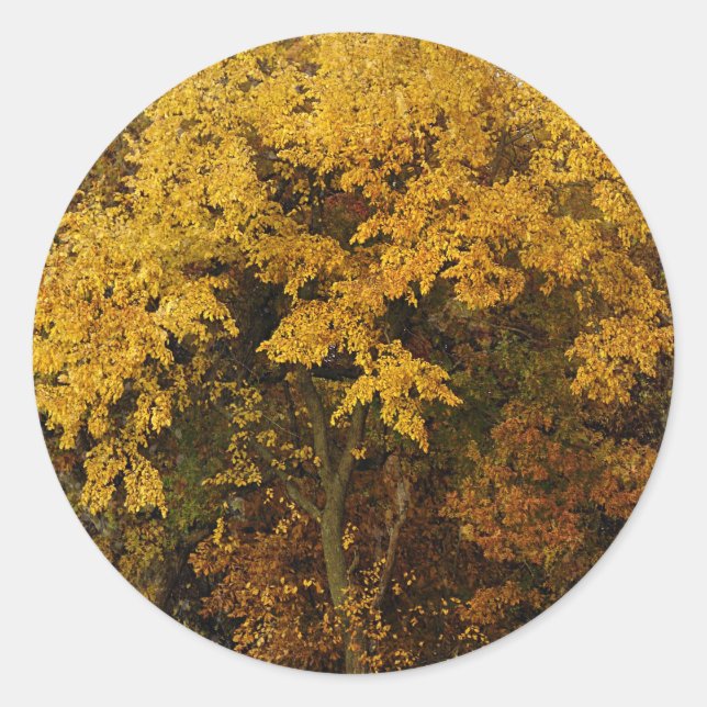 Herbstbäume Runder Aufkleber (Vorderseite)