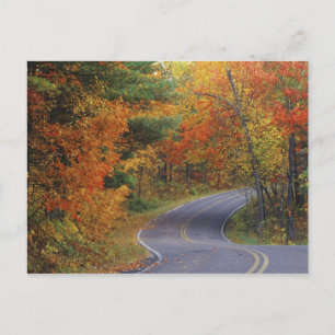 Herbstbäume säumen die Straße im Itasca State Park Postkarte