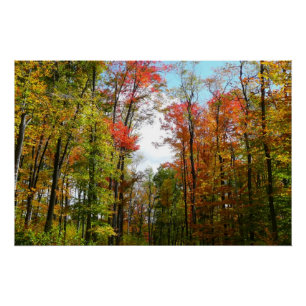 Herbstbäume und blauer Himmel Herbst-Naturfotograf Poster