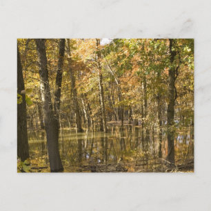 Herbstbaumen in der Nähe des Sees Postkarte