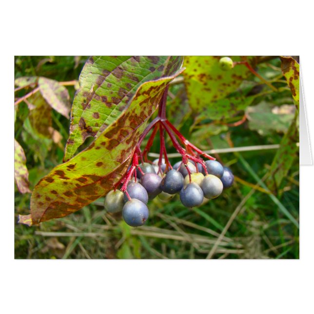 Herbstbeeren (Vorderseite (Horizontal))