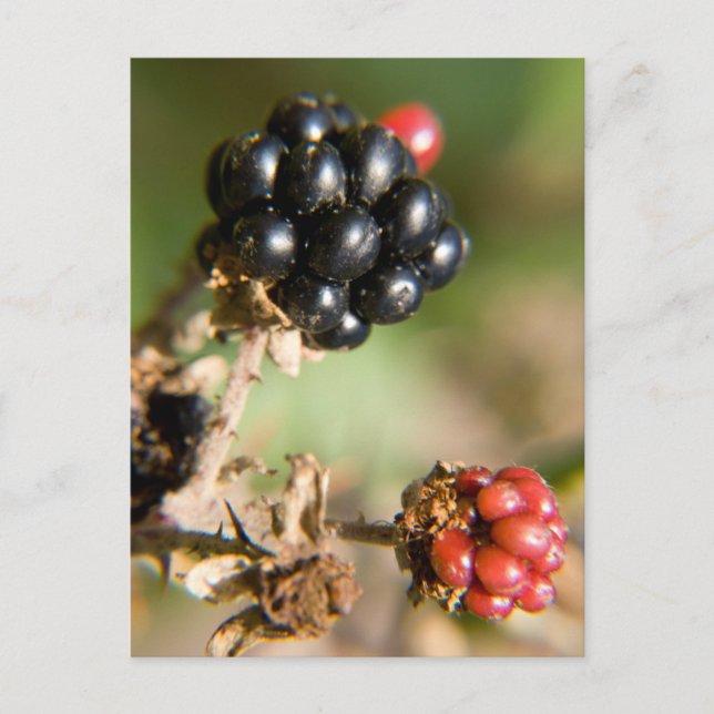 Herbstbeeren Postkarte (Vorderseite)