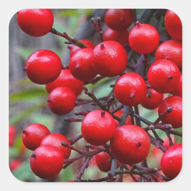 Herbstbeeren Quadratischer Aufkleber (Vorderseite)