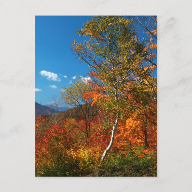 Herbstbilder Postkarte (Vorderseite)