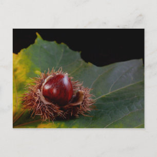 Herbstblatt Mit Nuss Postkarte