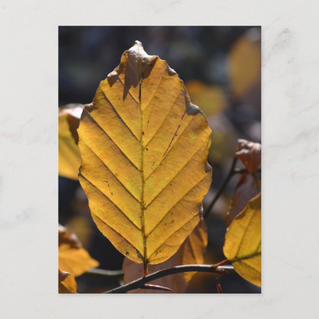 Herbstblatt Postkarte (Vorderseite)