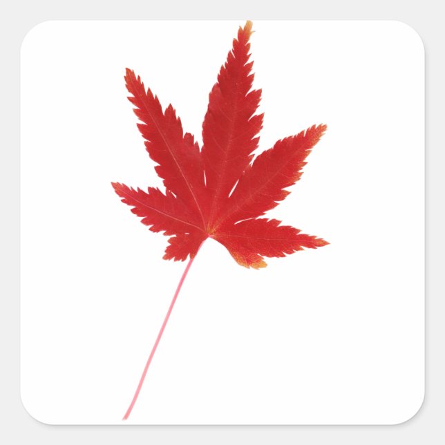 Herbstblatt Roter Single Quadratischer Aufkleber (Vorderseite)