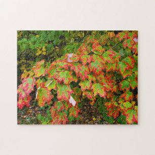 Herbstblätter
