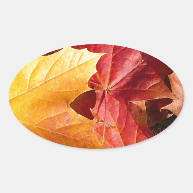Herbstblätter - Atemberaubend! Ovaler Aufkleber (Vorderseite)