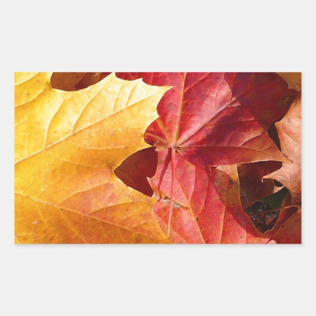 Herbstblätter - Atemberaubend! Rechteckiger Aufkleber (Vorderseite)