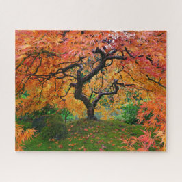 Herbstblätter auf dem japanischen Gartenapfel in P