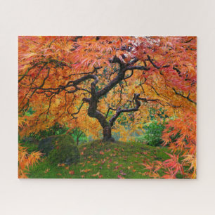 Herbstblätter auf der Portland Japan Garden Maple