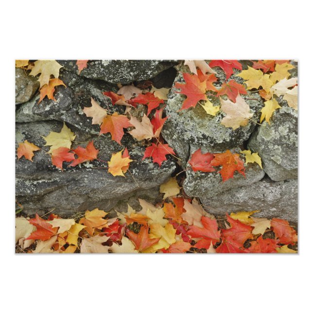 Herbstblätter auf Steinmauer, Minute Man Fotodruck (Vorne)
